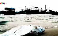 Thực hư chuyện cá chết hàng loạt ở bờ biển Cồn Vành, Thái Bình