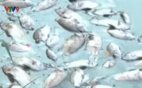 Đà Nẵng: Cá chết nổi trắng trên mặt hồ công viên 29/3