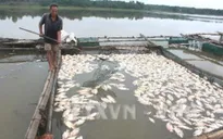 Cá lồng chết hàng loạt ở Phú Yên