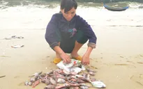 Người dân miền Trung nói gì sau khi có kết quả về nguyên nhân cá chết?