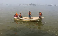 Cá chết ở Hồ Tây có thể do tầng đáy ô nhiễm nặng
