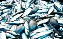 Nhiều thông tin sai lệch về vụ cá chết hàng loạt ở miền Trung