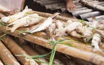 Hàng tấn cá chết trắng trên sông Mã, Thanh Hóa