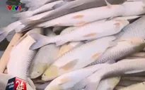 Hé lộ nguyên nhân cá chết trên sông Bưởi, Thanh Hóa