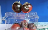 Cà chua đen chocolate giá cao gấp 10 lần cà thường vẫn được săn lùng