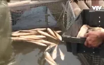 Cá lồng bè chết hàng loạt ở Hà Tĩnh chưa rõ nguyên nhân