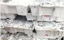 Ngư dân trúng mẻ cá hố nửa tỷ đồng trong một đêm