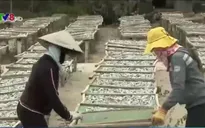 Quảng Nam: Hải sản khô rớt giá, ngư dân gặp khó