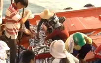 Tấp nập mua bán hải sản ở cảng cá Lý Sơn