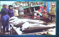 Tiếp diễn tình trạng ngư dân bị o ép giá bán cá ngừ đại dương
