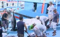 Tư thương ép giá, ngư dân câu cá ngừ gặp khó