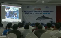 Khai thác cá ngừ không gây hại cho cá heo