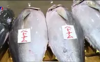 Vì sao giá cá ngừ đại dương luôn thấp?