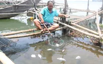 Cá nuôi ở Thừa Thiên - Huế chết do bị sốc