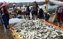 Lấy mẫu nước tìm nguyên nhân cá chết ở Tĩnh Gia, Thanh Hóa