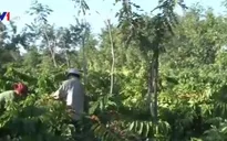 Bộ Tài chính đề xuất thành lập Quỹ Phát triển cà phê Việt Nam