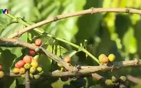 Cà phê Gia Lai được giá, mất mùa