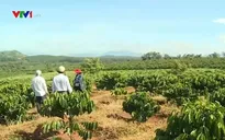 Kon Tum trồng mới trên 1.000 ha cà phê
