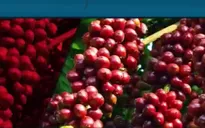 28/100 mẫu cà phê không đảm bảo chất lượng