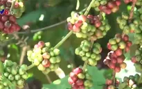 Đăk Lăk: Thành lập Trung tâm Khoa học công nghệ chuyên cà phê