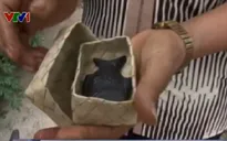 Cá sắt - Món gia vị bổ sung sắt thú vị tại Campuchia