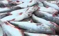 Thiếu hụt nghiêm trọng nguyên liệu cá tra xuất khẩu