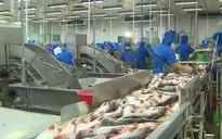 Giá cá tra tăng đột biến sau 1 năm "ảm đạm"