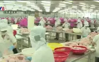 Thêm 12 nhà máy chế biến cá da trơn được xuất khẩu vào Mỹ
