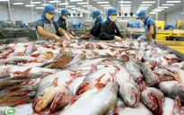 Xuất khẩu cá tra sang Trung Quốc tăng