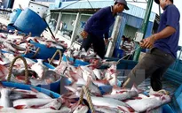 Thận trọng khi tăng diện tích nuôi cá tra