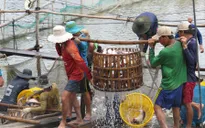 Giải pháp bền vững cho ngành cá tra
