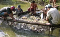Cá tra tại Tiền Giang xuống mức thấp nhất 5 năm qua