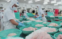 45 cơ sở chế biến được xuất khẩu cá tra, cá basa sang Mỹ