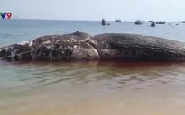 Ngư dân đảo Phú Quý an táng cá voi gần 70 tấn chết trôi dạt trên biển