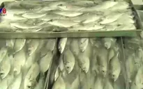 Quảng Bình: Hỗ trợ ngư dân tiêu thụ và bảo quản hải sản