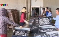 Hà Tĩnh triển khai các điểm thu mua cá cho ngư dân