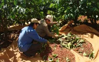 Giá cà phê lập đỉnh trong 5 năm