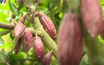 Người dân Bến Tre ổn định thu nhập từ cây ca cacao