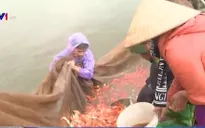 Phú Thọ: Làng Thủy Trầm tất bật mùa "cá chép đỏ"