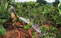 Cần áp dụng kỹ thuật tưới nước tiết kiệm trong tình hình khô hạn