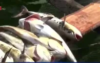 Xuất hiện tình trạng cá chết trên vùng biển Kiên Giang