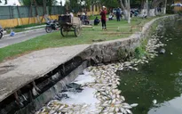 Công bố nguyên nhân cá chết trắng tại hồ công viên Đà Nẵng sau 5 ngày nữa