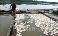 Nghiêm cấm sử dụng cá chết làm thực phẩm