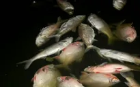Cá chết hàng loạt tại hồ Linh Đàm, Hà Nội