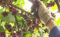 Xuất khẩu cà phê có chỉ dẫn địa lý gặp khó