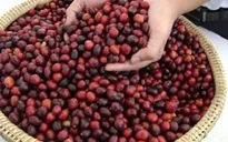 Người dân Tây Nguyên trữ cà phê chờ giá lên