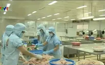 Kim ngạch xuất khẩu tôm Việt Nam sang Mỹ đạt hơn 176 triệu USD