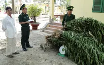 Bình Thuận: Phát hiện, tiêu hủy cây cần sa trồng trái phép