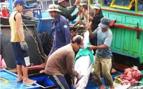 Hai tháng, cả nước đánh bắt được gần 3.000 tấn cá ngừ