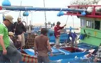 Vướng mắc trong triển khai đề án sản xuất cá ngừ theo chuỗi